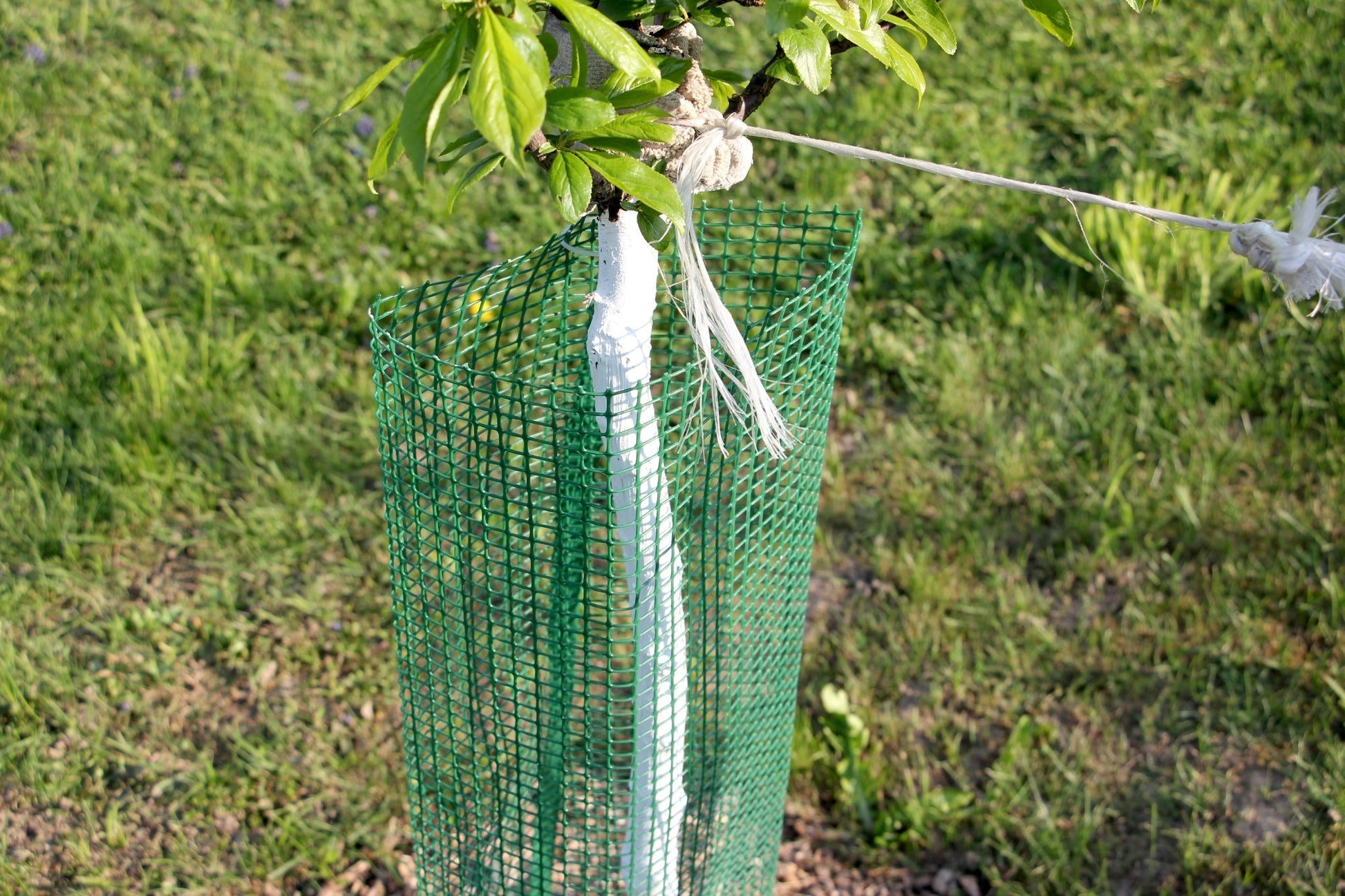 Shelter SilTech 200 – Rete tecnica ad alta resistenza per impianti forestali - Diam. 200mm - Arbri Store - Supporti per piante