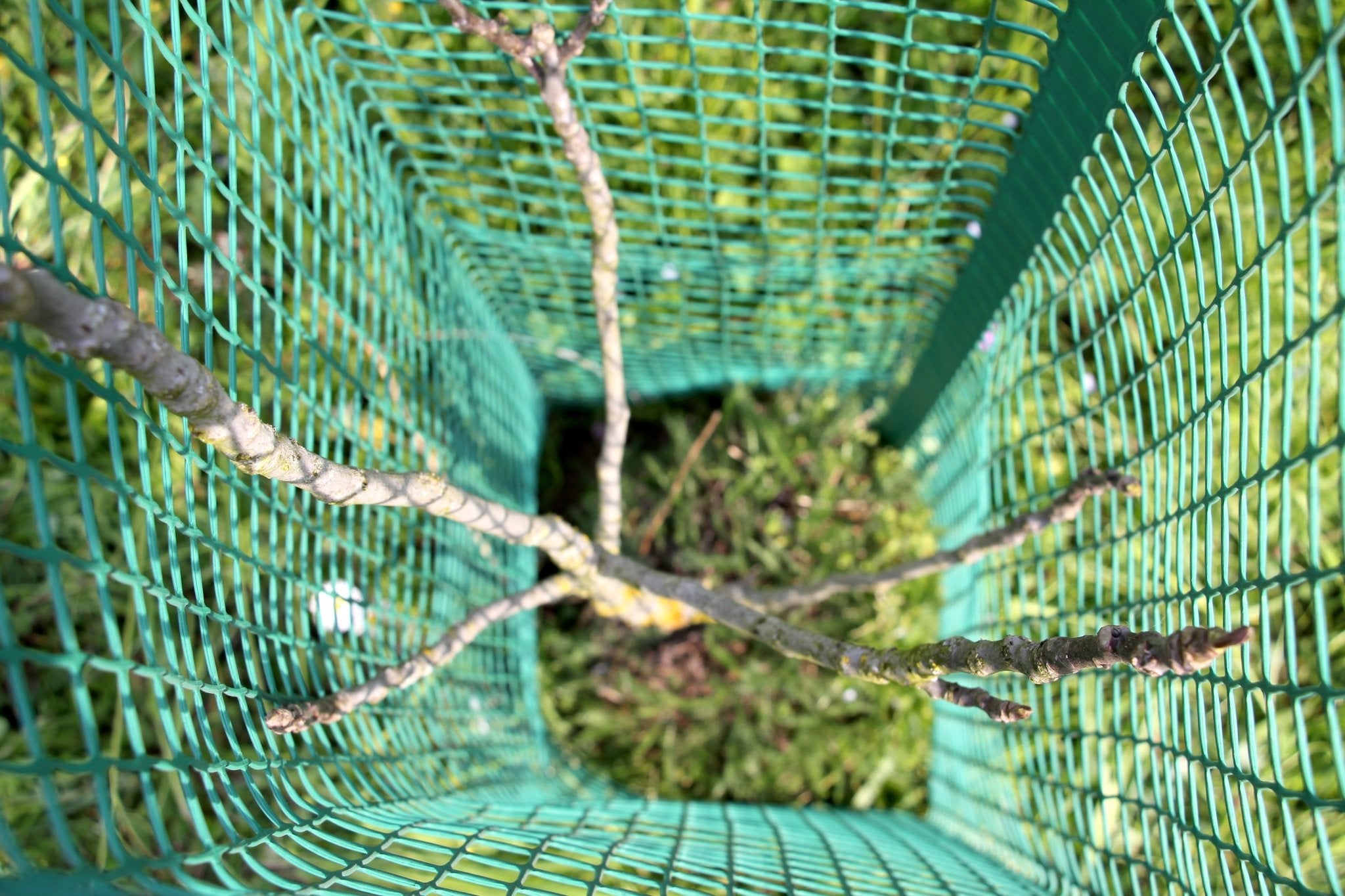 Shelter SilTech 300 – Shelter in rete ad alta resistenza per impianti forestali - Diam. 300mm - Arbri Store