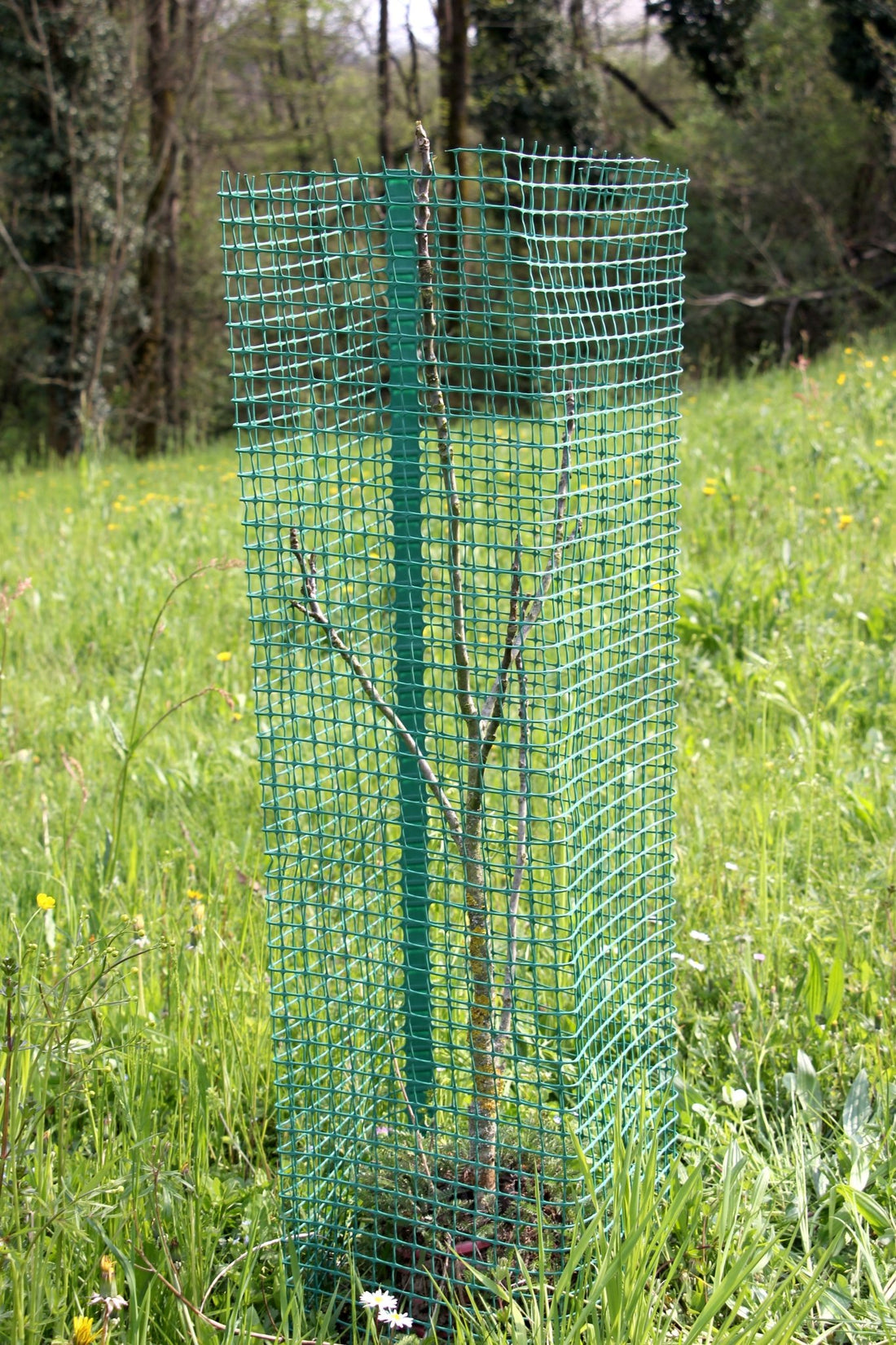 Shelter SilTech 300 – Shelter in rete ad alta resistenza per impianti forestali - Diam. 300mm - Arbri Store