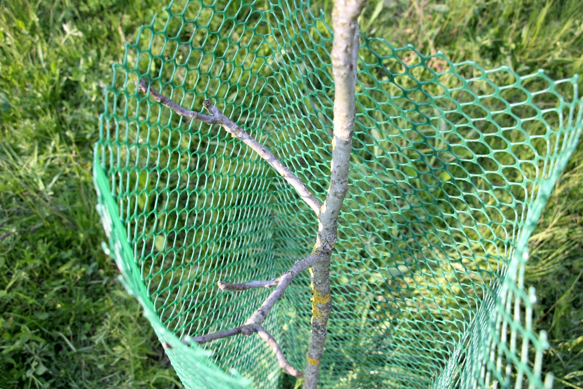 Shelter SilTech 300 – Shelter in rete ad alta resistenza per impianti forestali - Diam. 300mm - Arbri Store