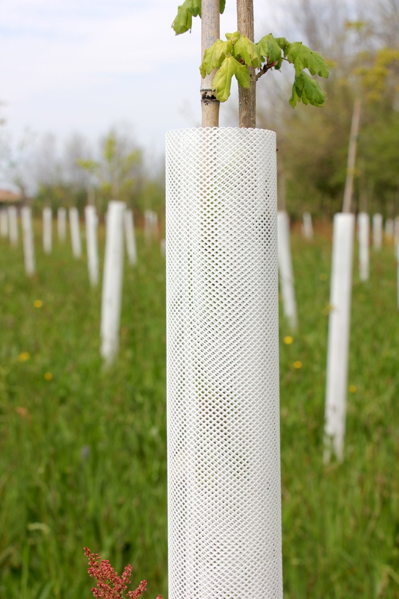 Shelter TRONX – Protezione Auto avvolgente per alberi da frutto - Arbri Store - Supporti per piante