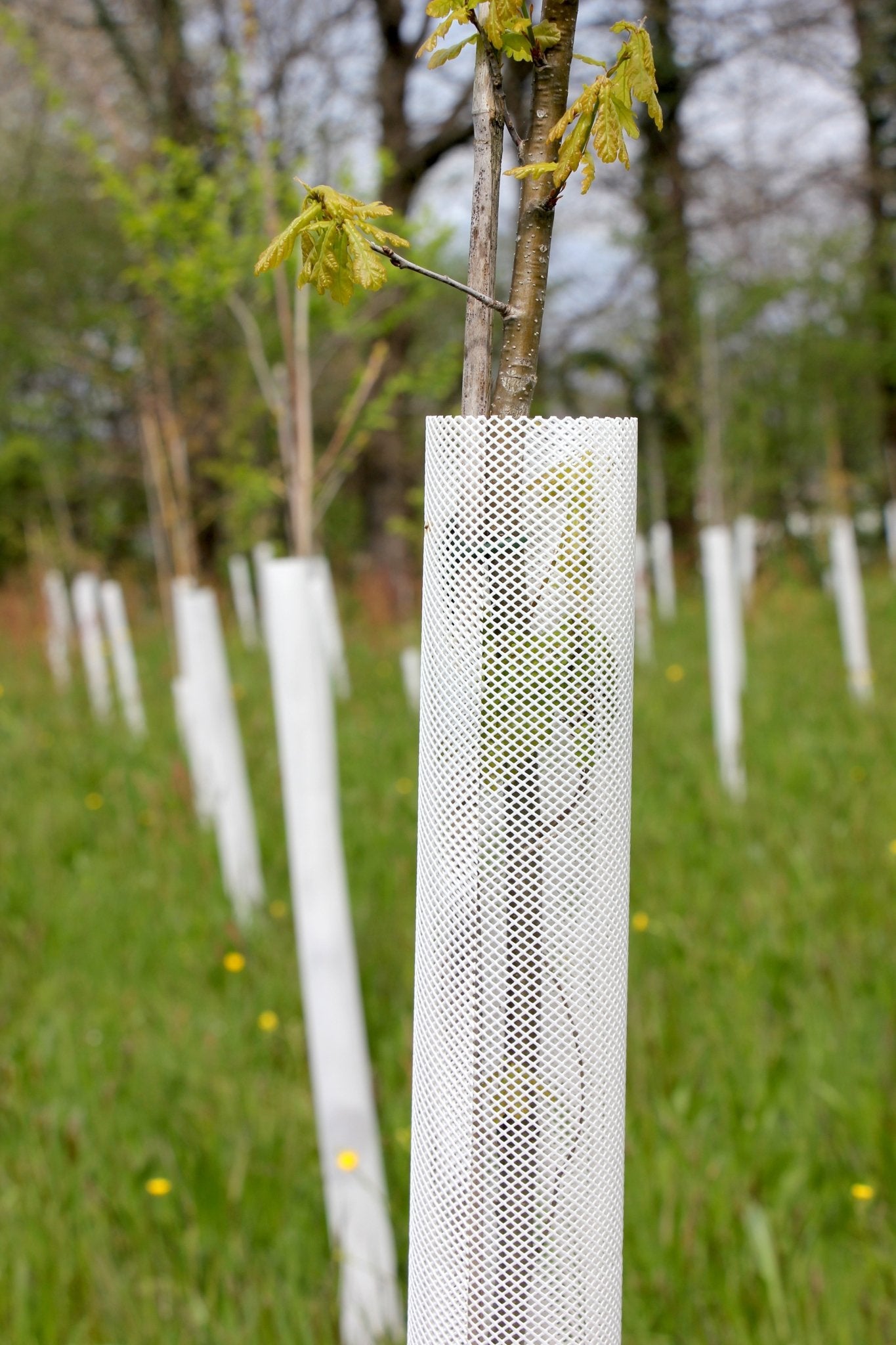 Shelter TRONX – Protezione Auto avvolgente per alberi da frutto - Arbri Store - Supporti per piante