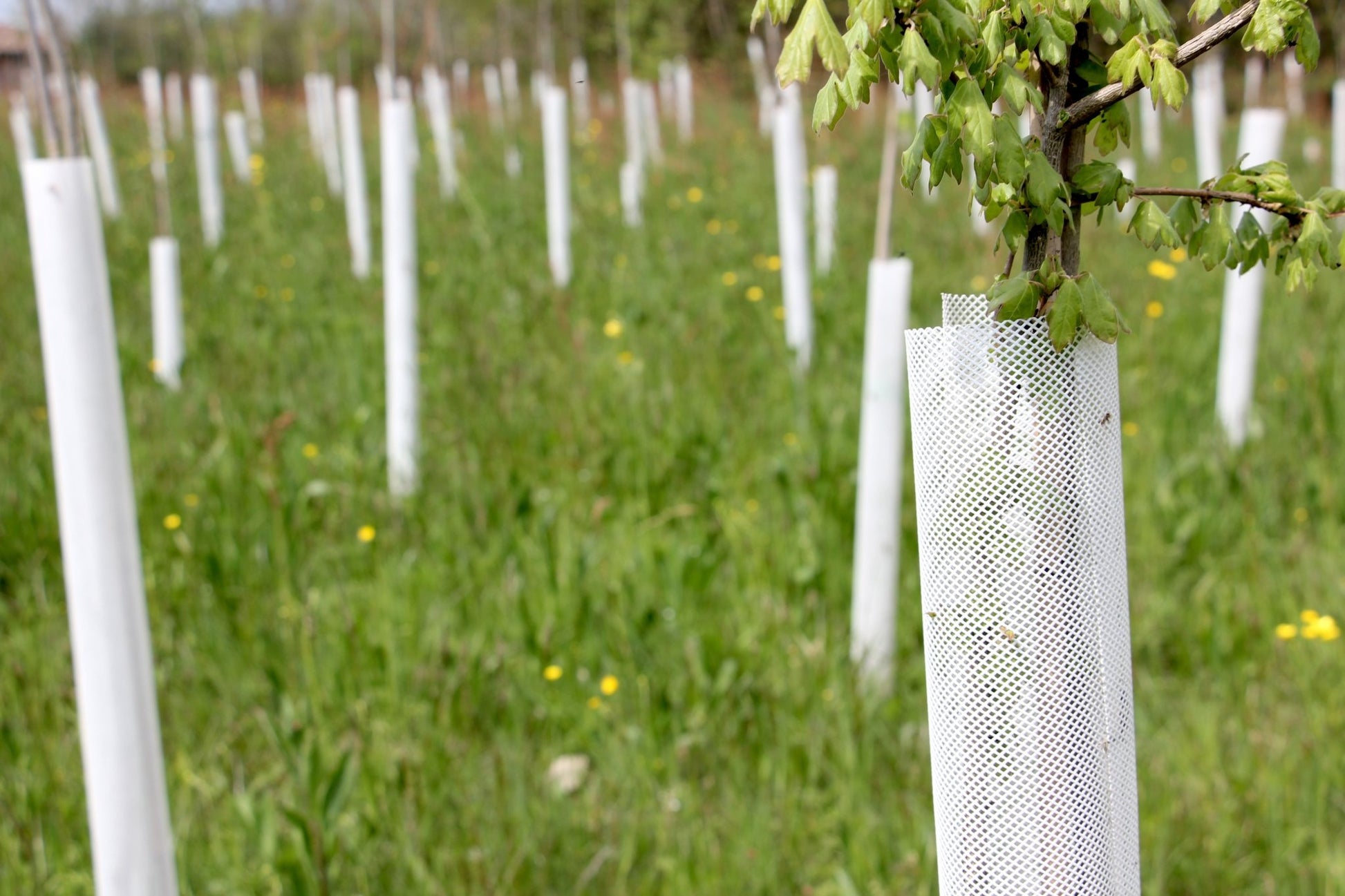 Shelter TRONX – Protezione Auto avvolgente per alberi da frutto - Arbri Store - Supporti per piante