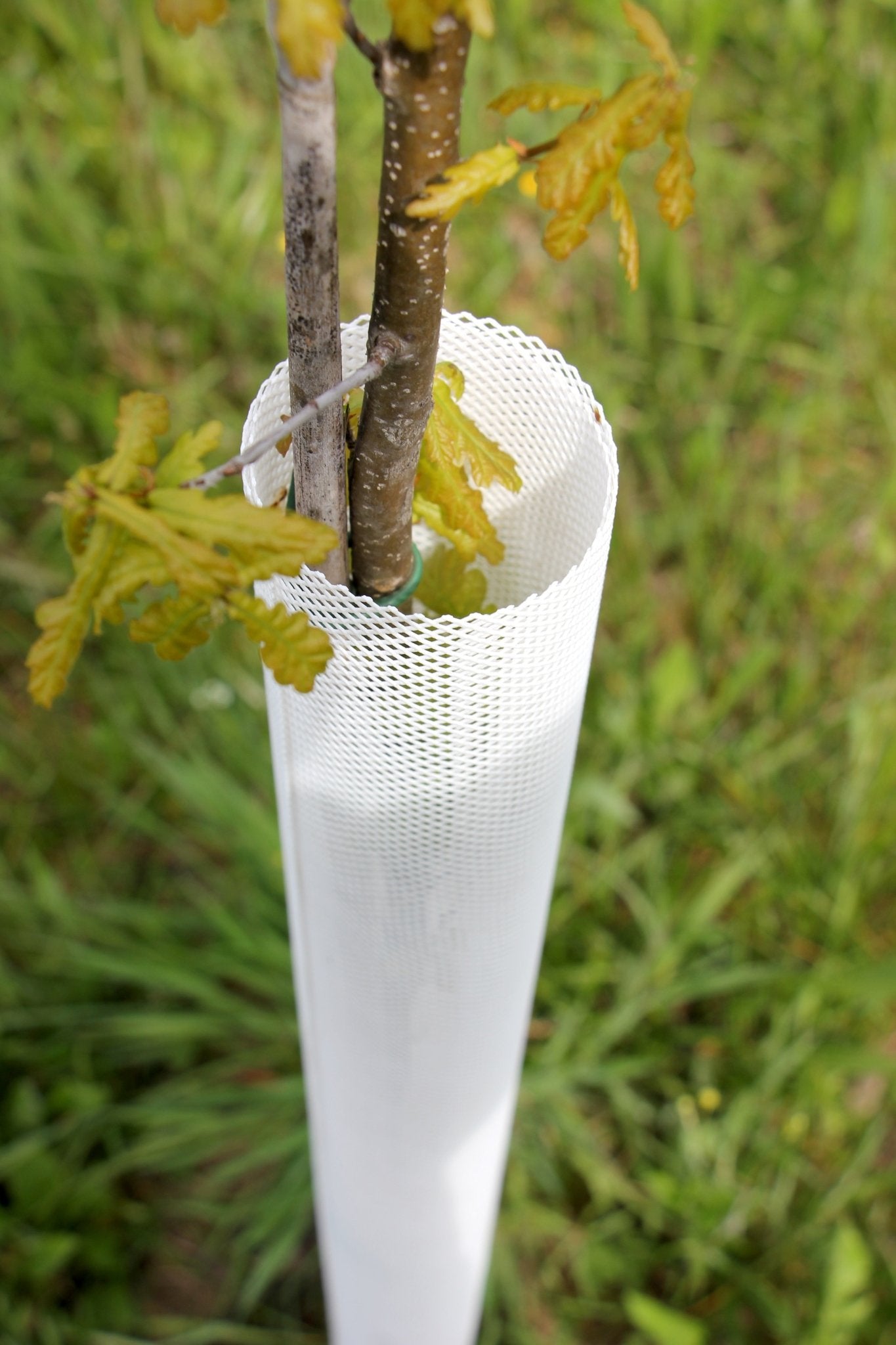 Shelter TRONX – Protezione Auto avvolgente per alberi da frutto - Arbri Store - Supporti per piante