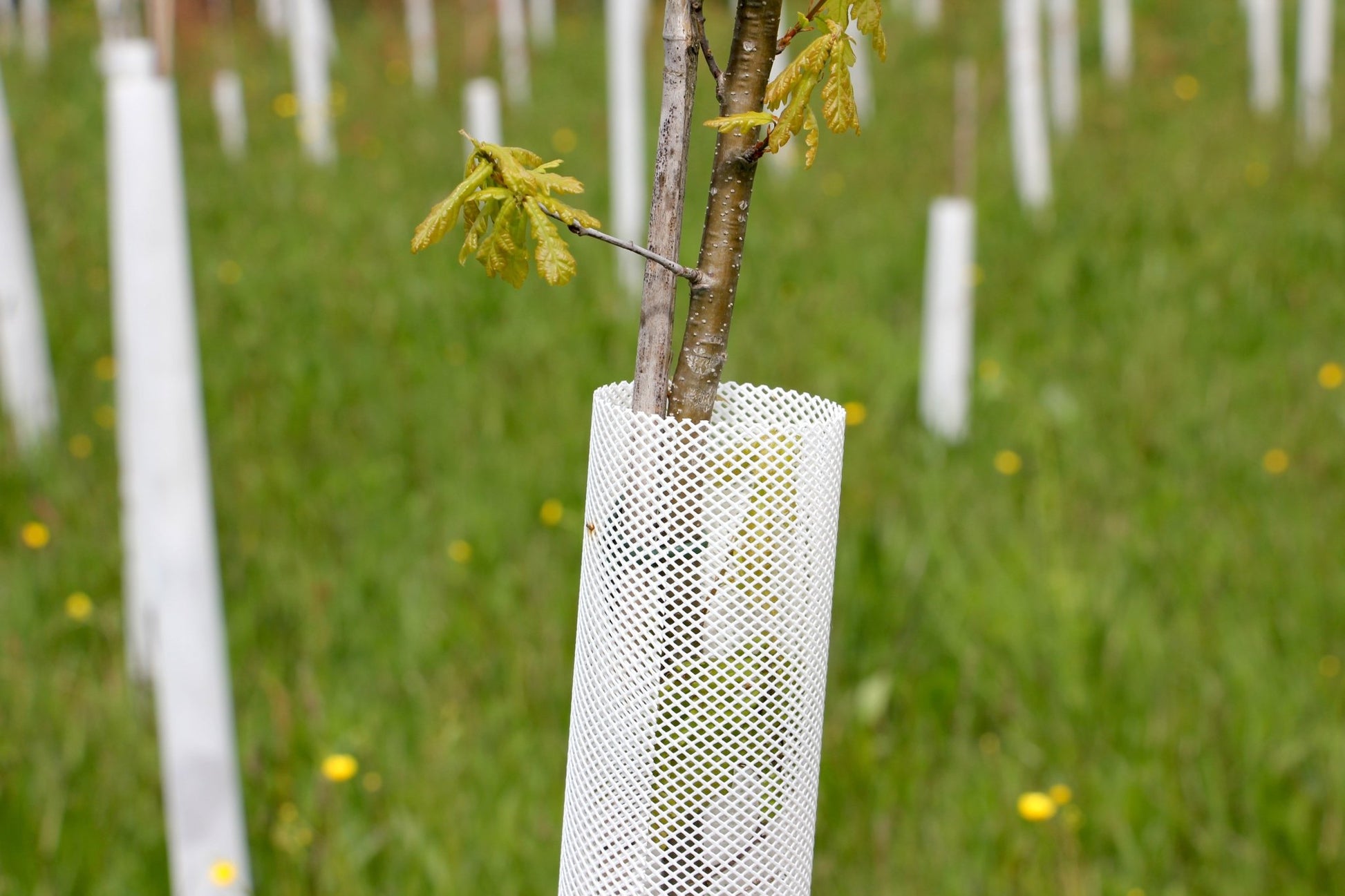Shelter TRONX – Protezione Auto avvolgente per alberi da frutto - Arbri Store - Supporti per piante