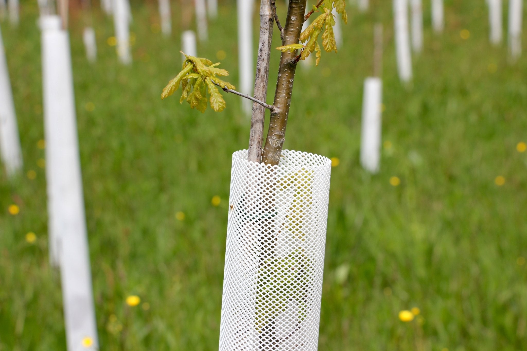 Shelter TRONX – Protezione Auto avvolgente per alberi da frutto - Arbri Store - Supporti per piante
