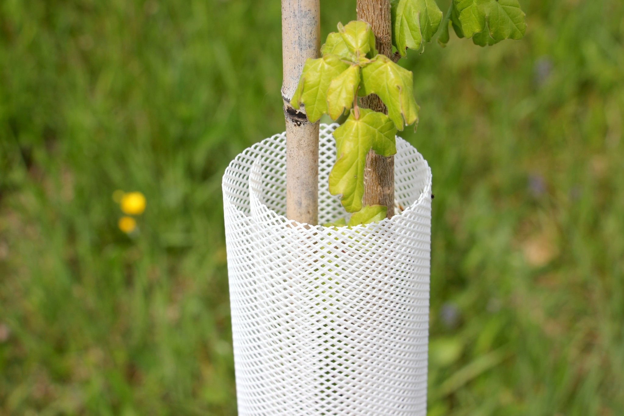 Shelter TRONX – Protezione Auto avvolgente per alberi da frutto - Arbri Store - Supporti per piante