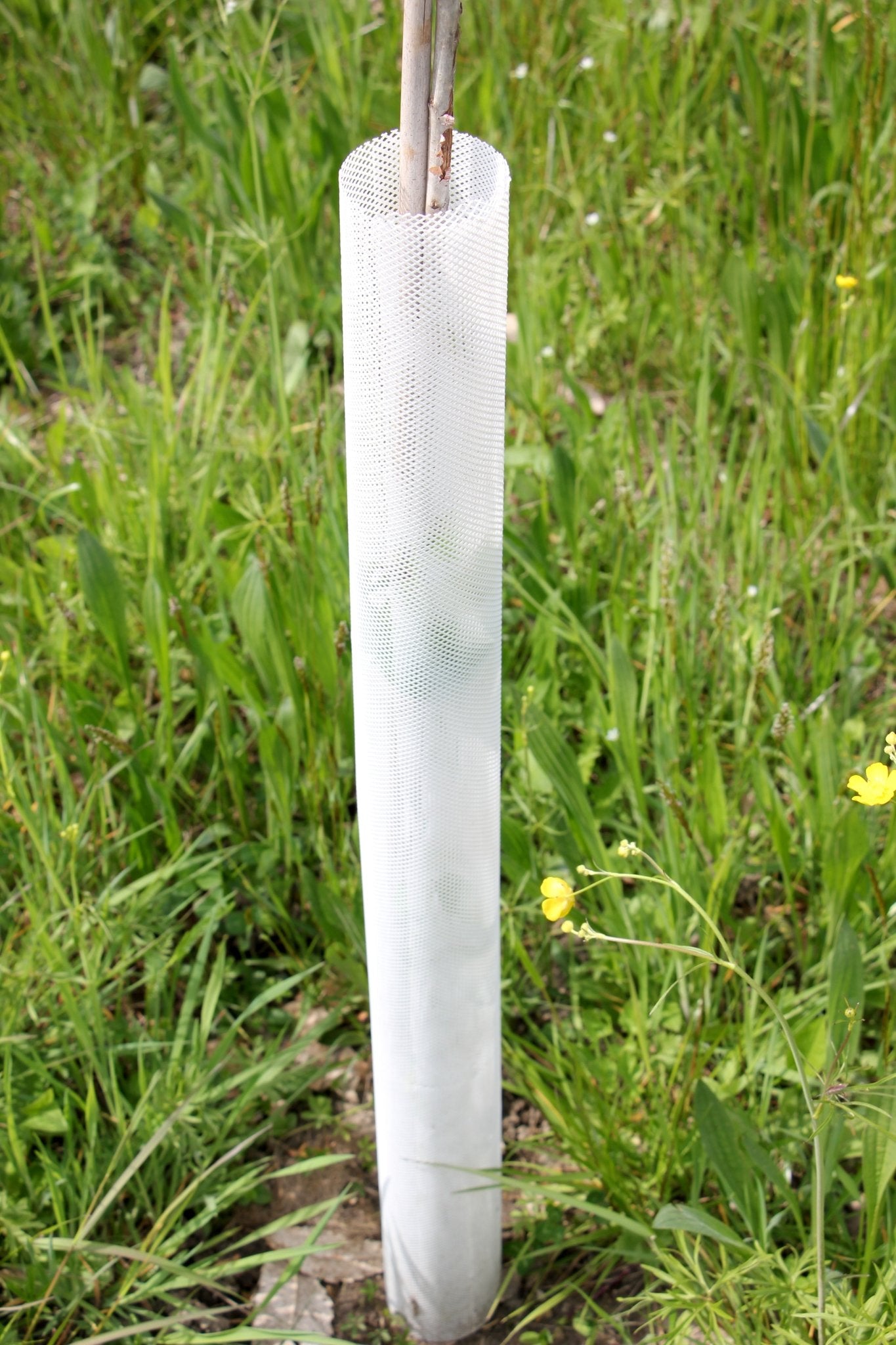 Shelter TRONX – Protezione Auto avvolgente per alberi da frutto - Arbri Store - Supporti per piante