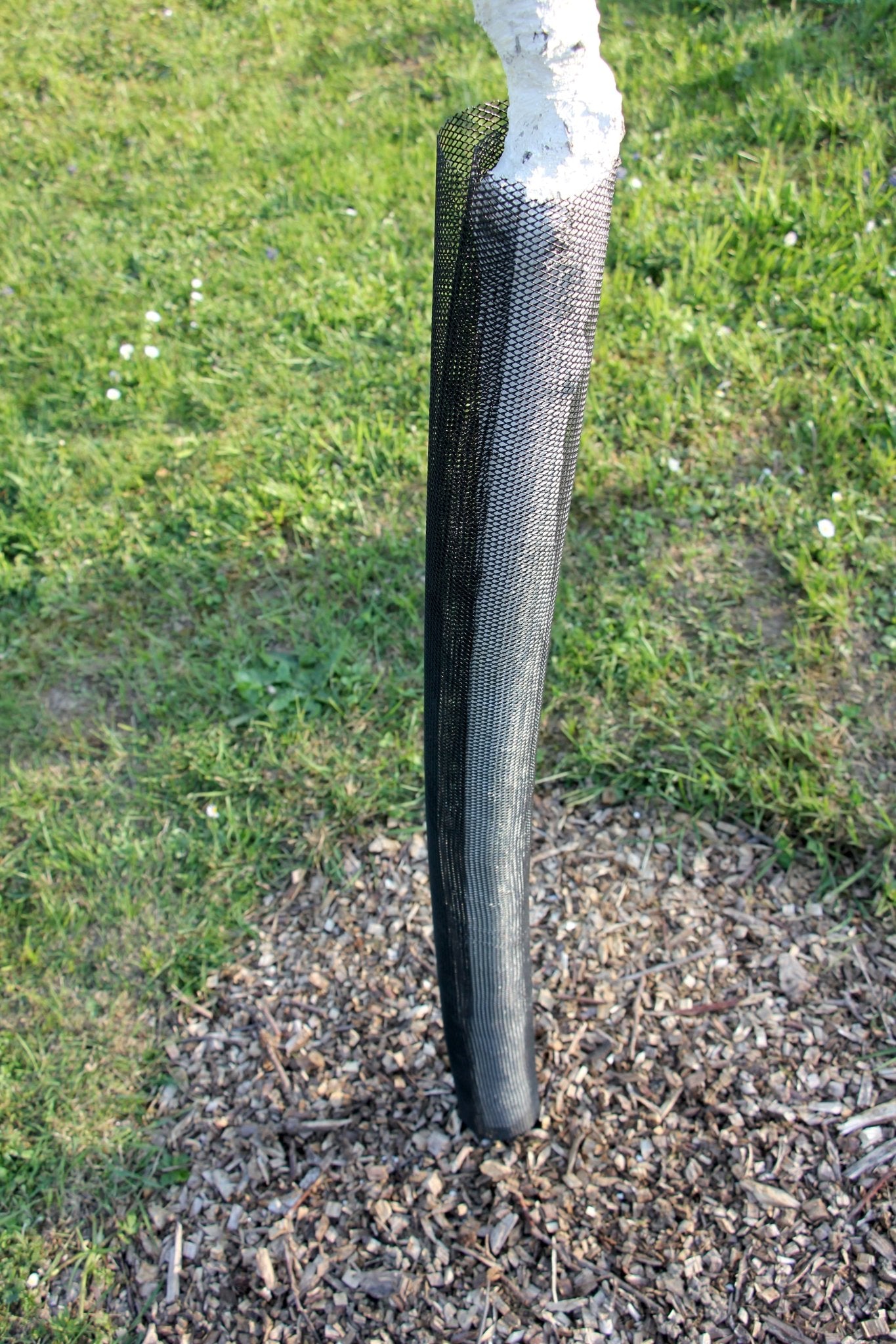 Shelter TRONX – Protezione Auto avvolgente per alberi da frutto - Arbri Store - Supporti per piante