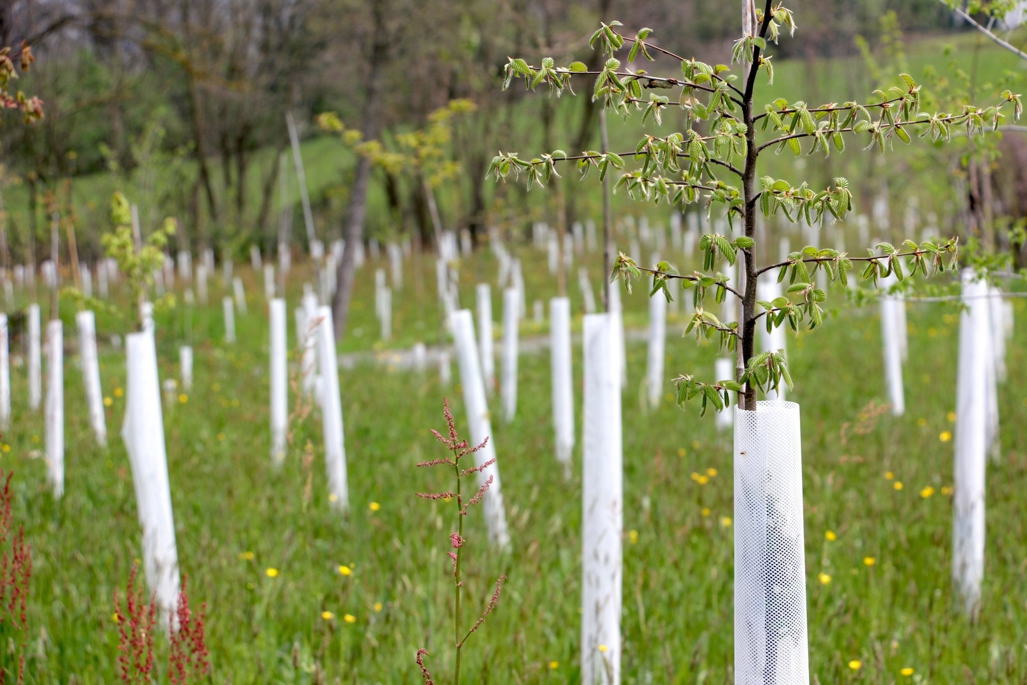 Shelter TRONX – Protezione Auto avvolgente per alberi da frutto - Arbri Store - Supporti per piante