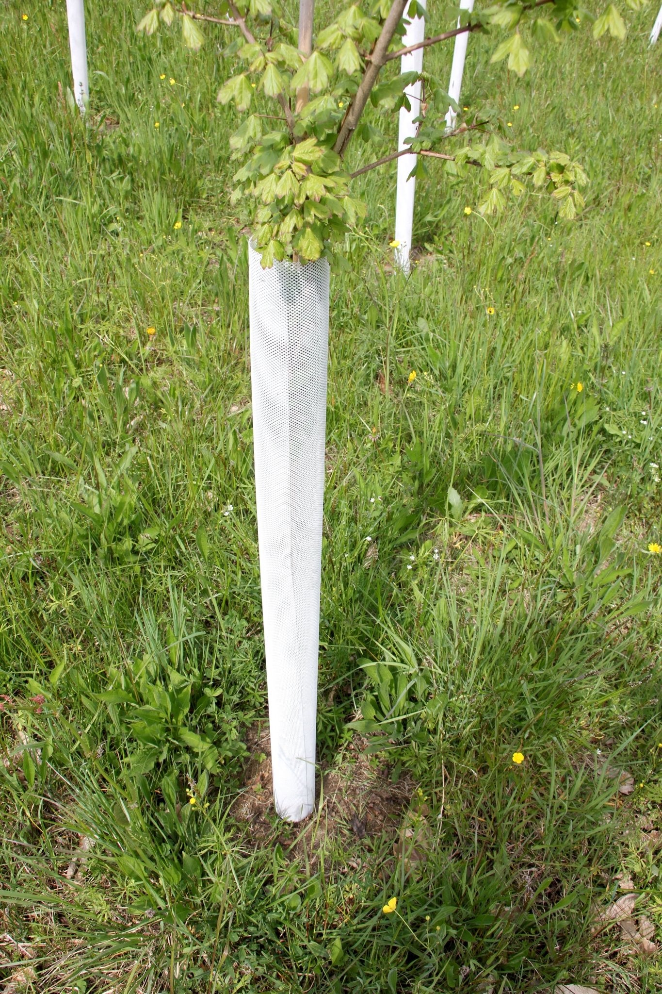 Shelter TRONX – Protezione Auto avvolgente per alberi da frutto - Arbri Store - Supporti per piante