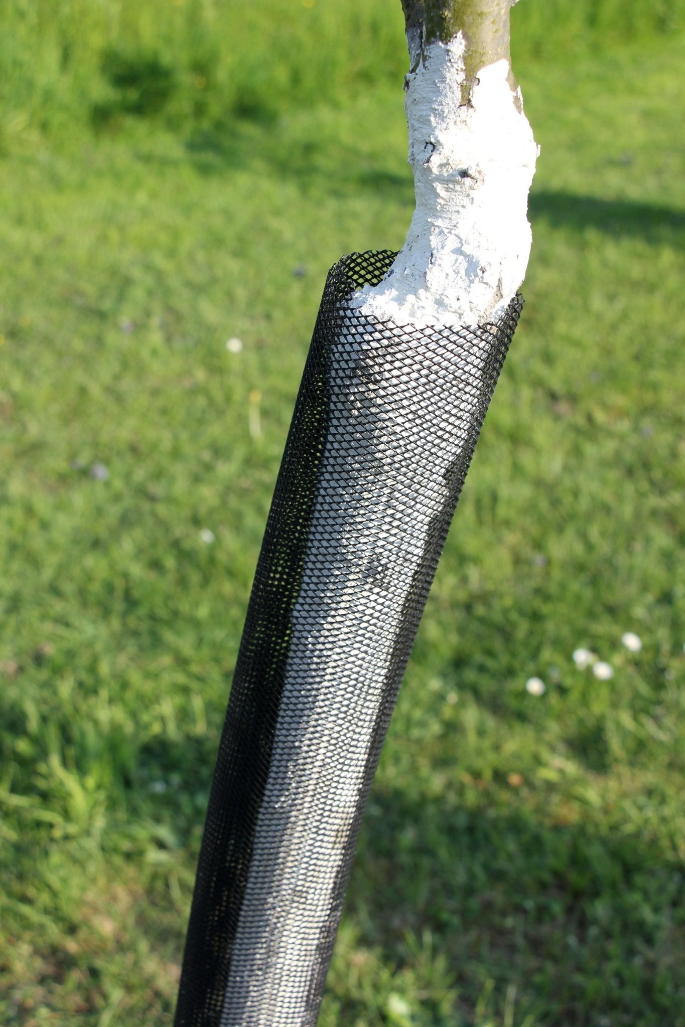 Shelter TRONX – Protezione Auto avvolgente per alberi da frutto - Arbri Store - Supporti per piante