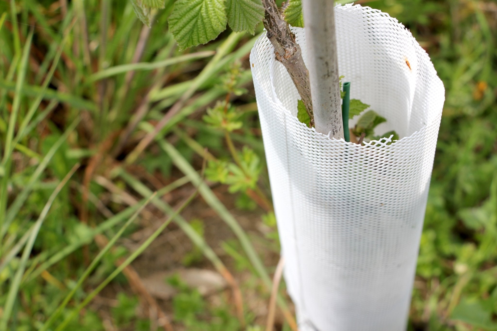 Shelter TRONX – Protezione Auto avvolgente per alberi da frutto - Arbri Store - Supporti per piante