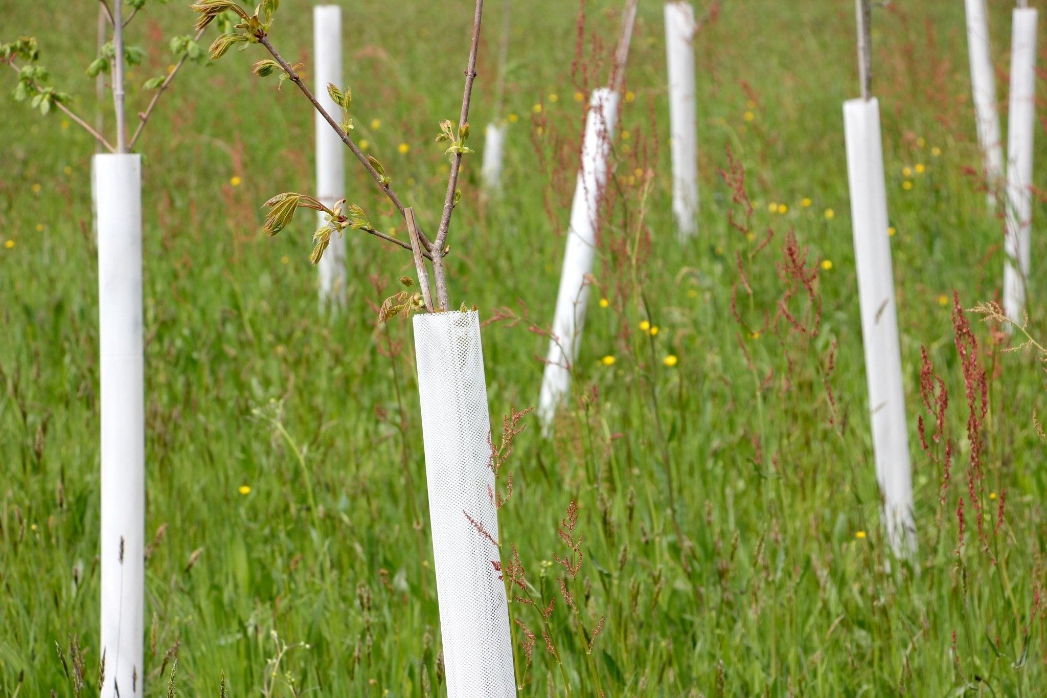 Shelter TRONX – Protezione Auto avvolgente per alberi da frutto - Arbri Store - Supporti per piante