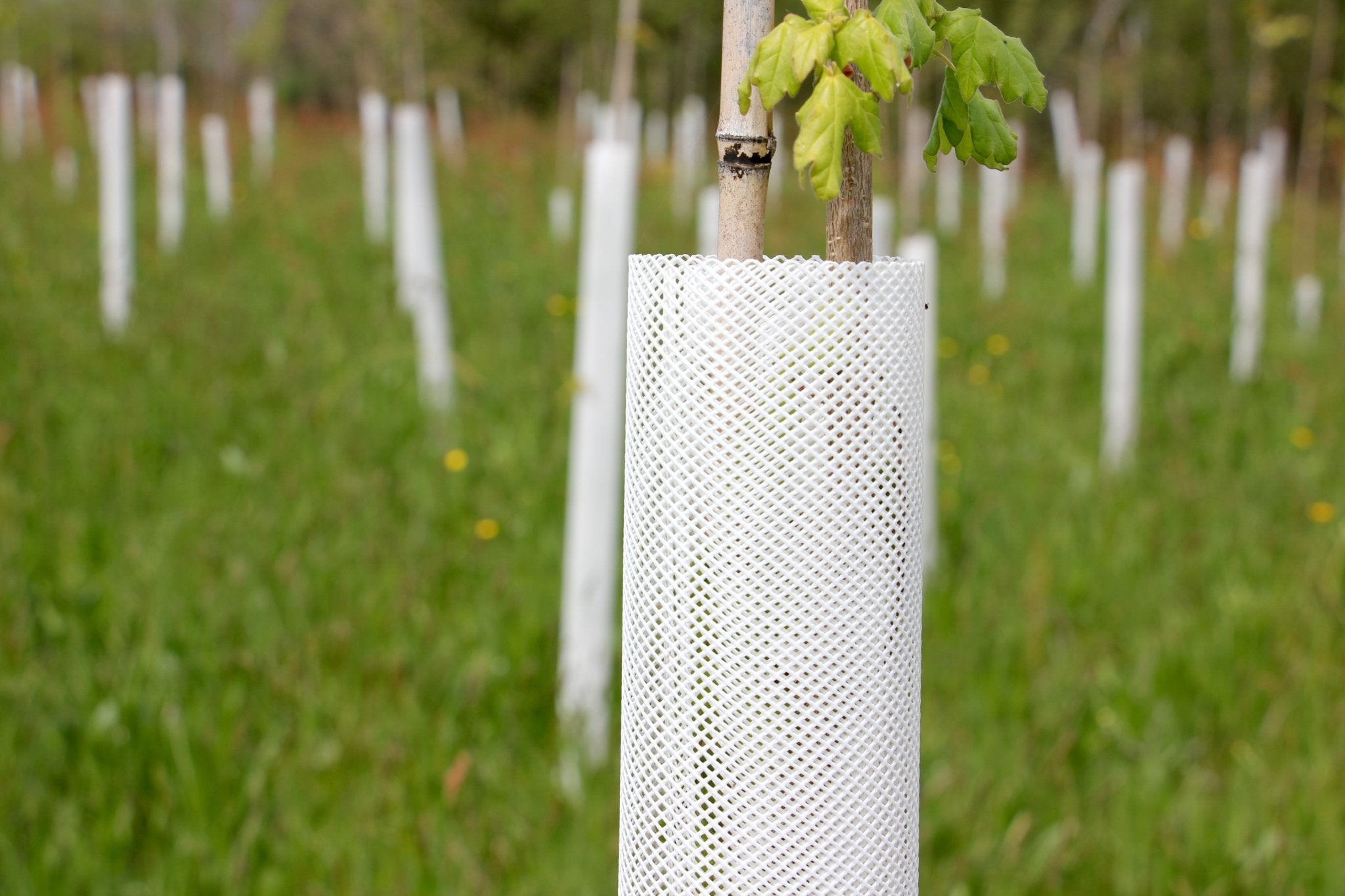 Shelter TRONX – Protezione Auto avvolgente per alberi da frutto - Arbri Store - Supporti per piante