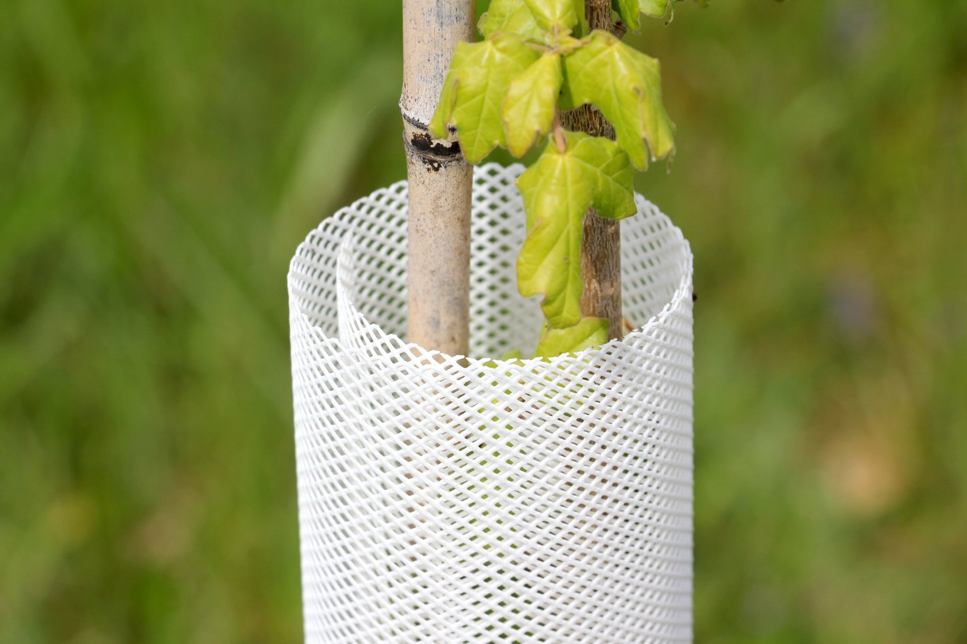 Shelter TRONX – Protezione Auto avvolgente per alberi da frutto - Arbri Store - Supporti per piante