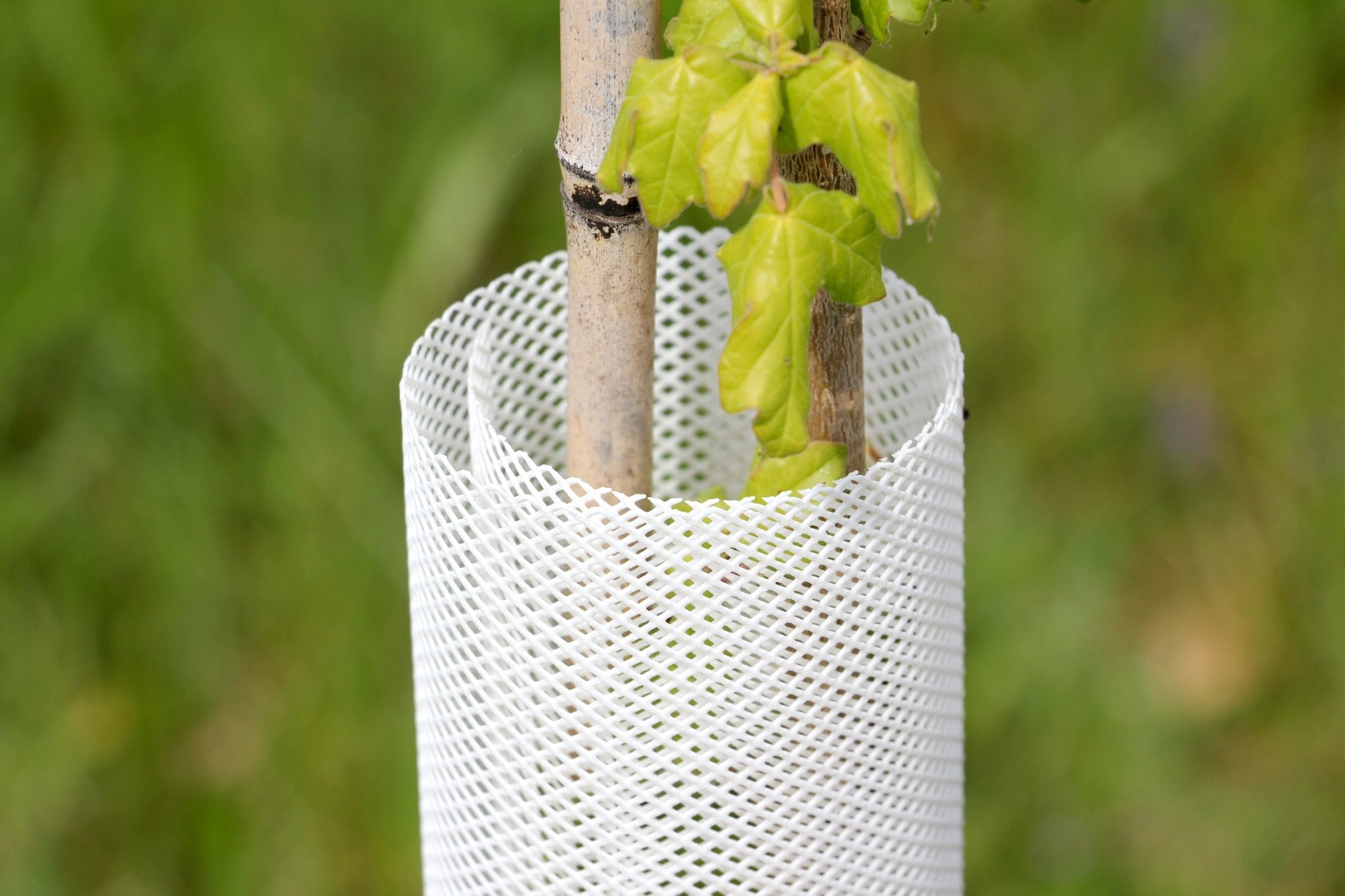 Shelter TRONX – Protezione Auto avvolgente per alberi da frutto - Arbri Store - Supporti per piante