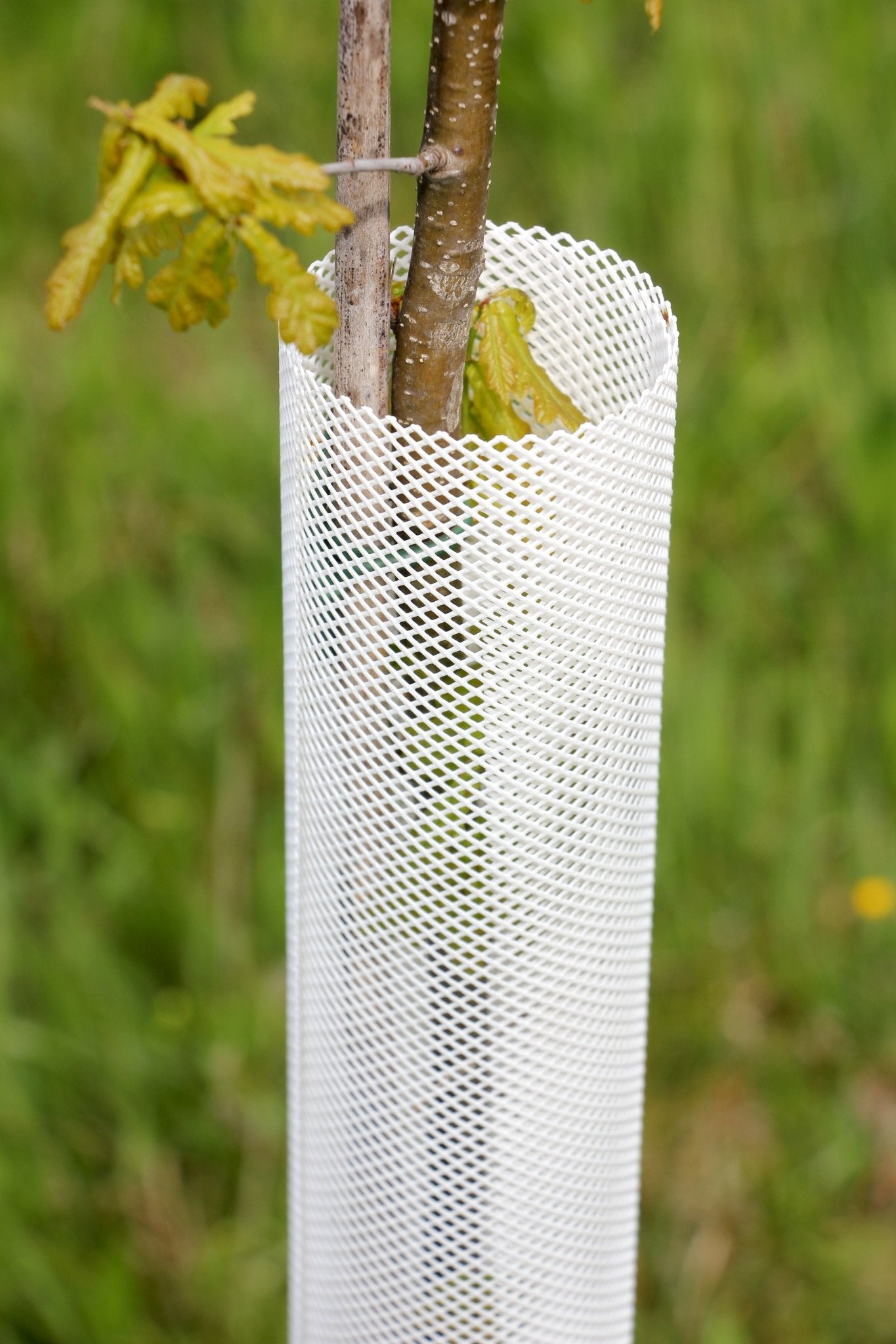 Shelter TRONX – Protezione Auto avvolgente per alberi da frutto - Arbri Store - Supporti per piante