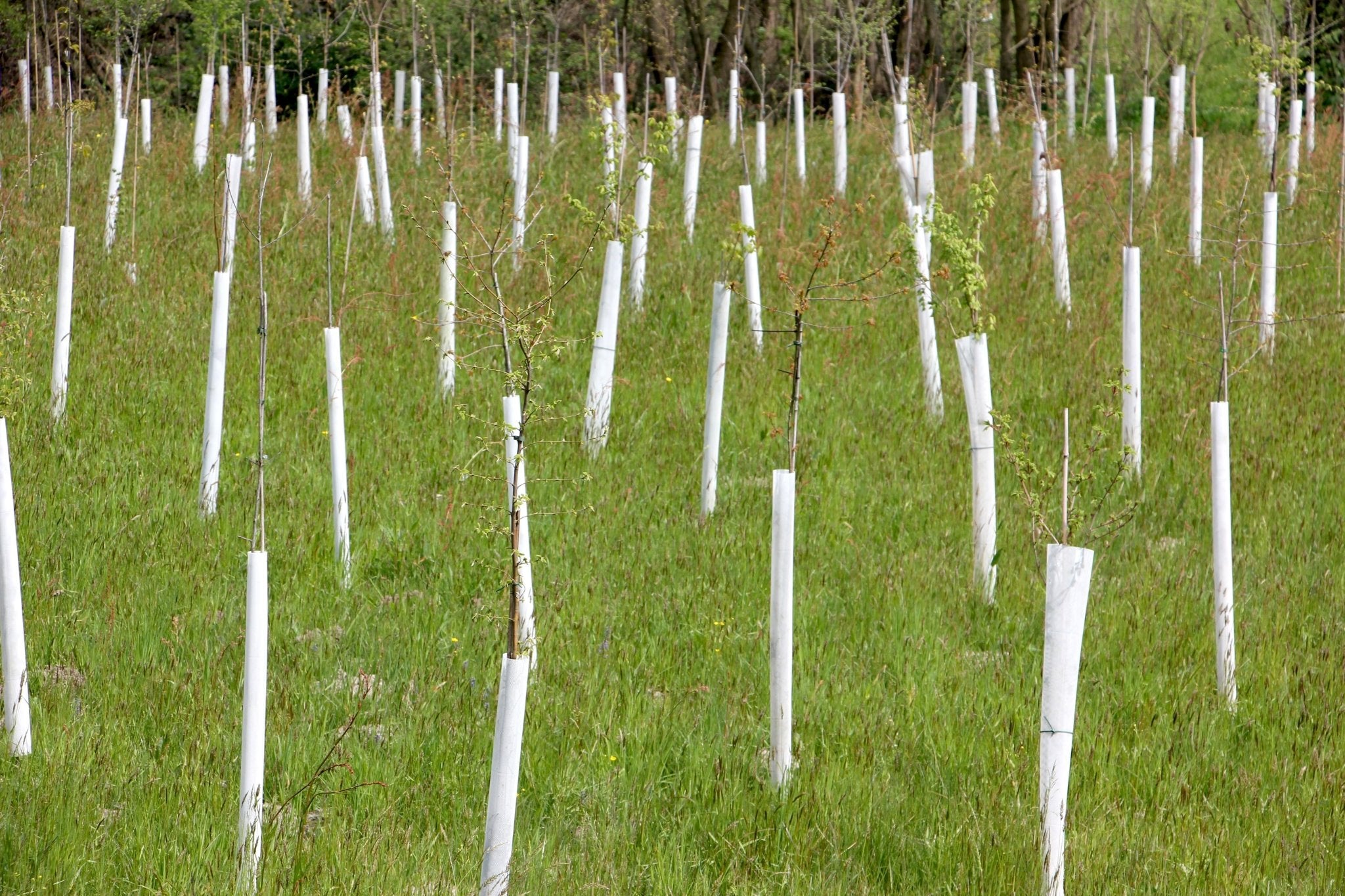 Shelter TRONX – Protezione Auto avvolgente per alberi da frutto - Arbri Store - Supporti per piante