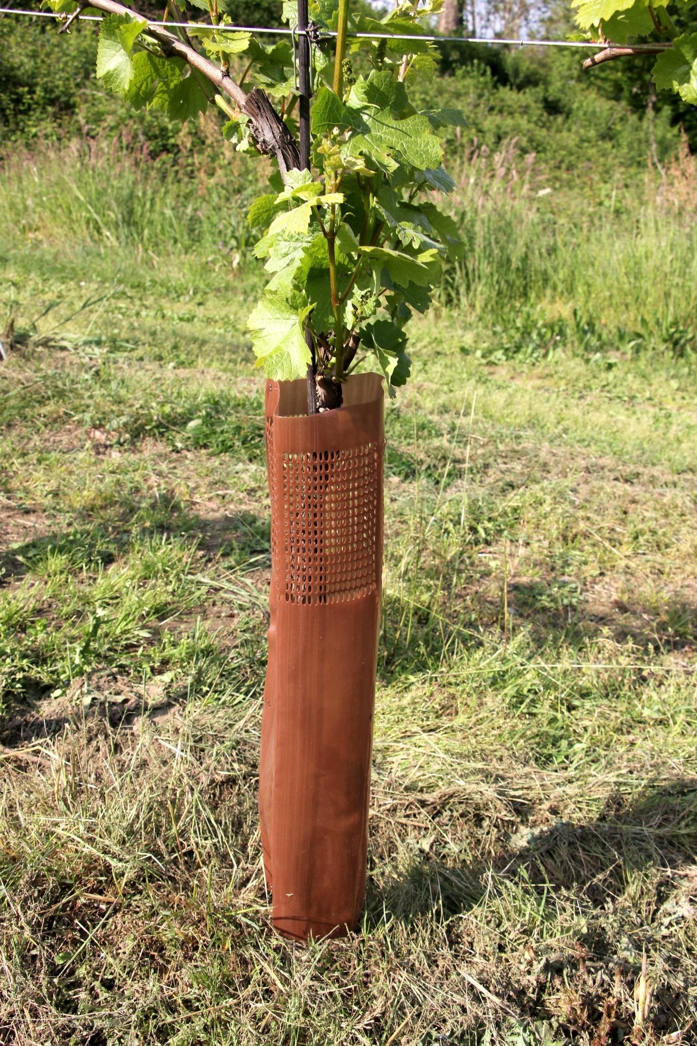 Shelter VINEX per barbatelle e giovani viti - Arbri Store - Supporti per piante