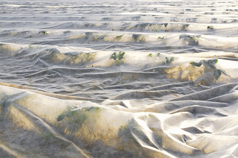 HortiVelo - Schützender, frostbeständiger Vliesstoffschleier 