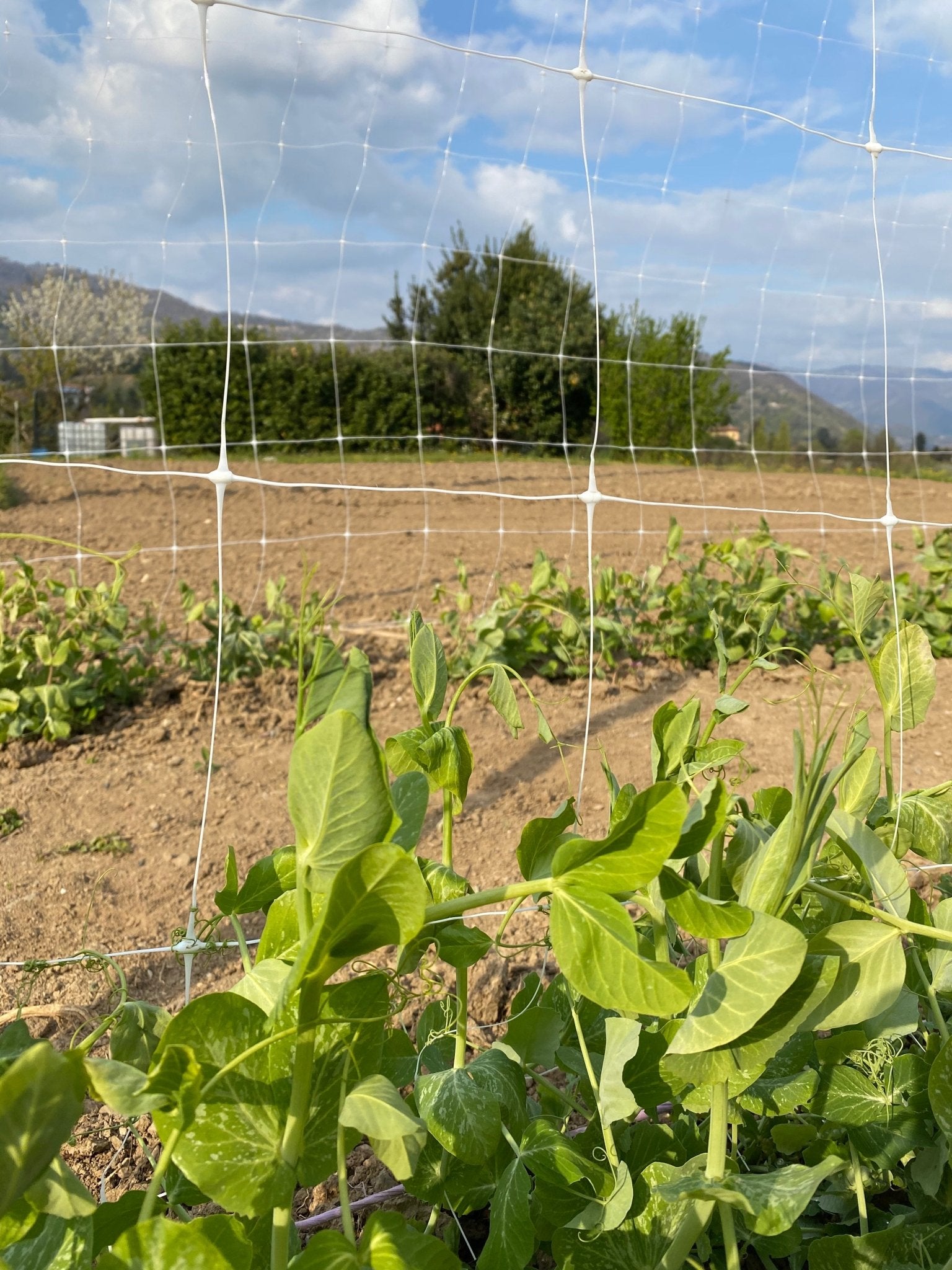 Trellix - Rete per supporto rampicanti - Arbri Store - rete in plastica