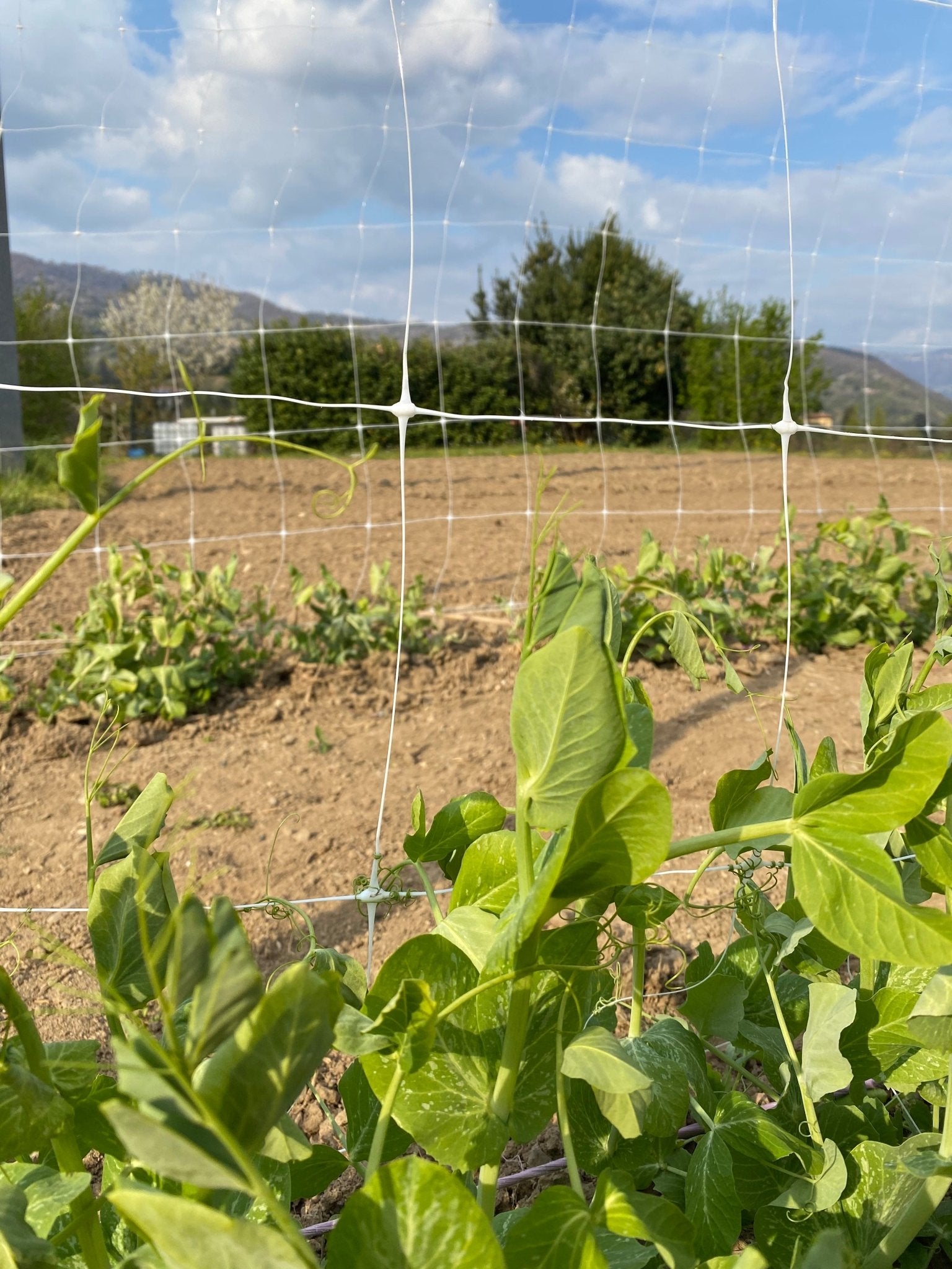 Trellix - Rete per supporto rampicanti - Arbri Store - rete in plastica