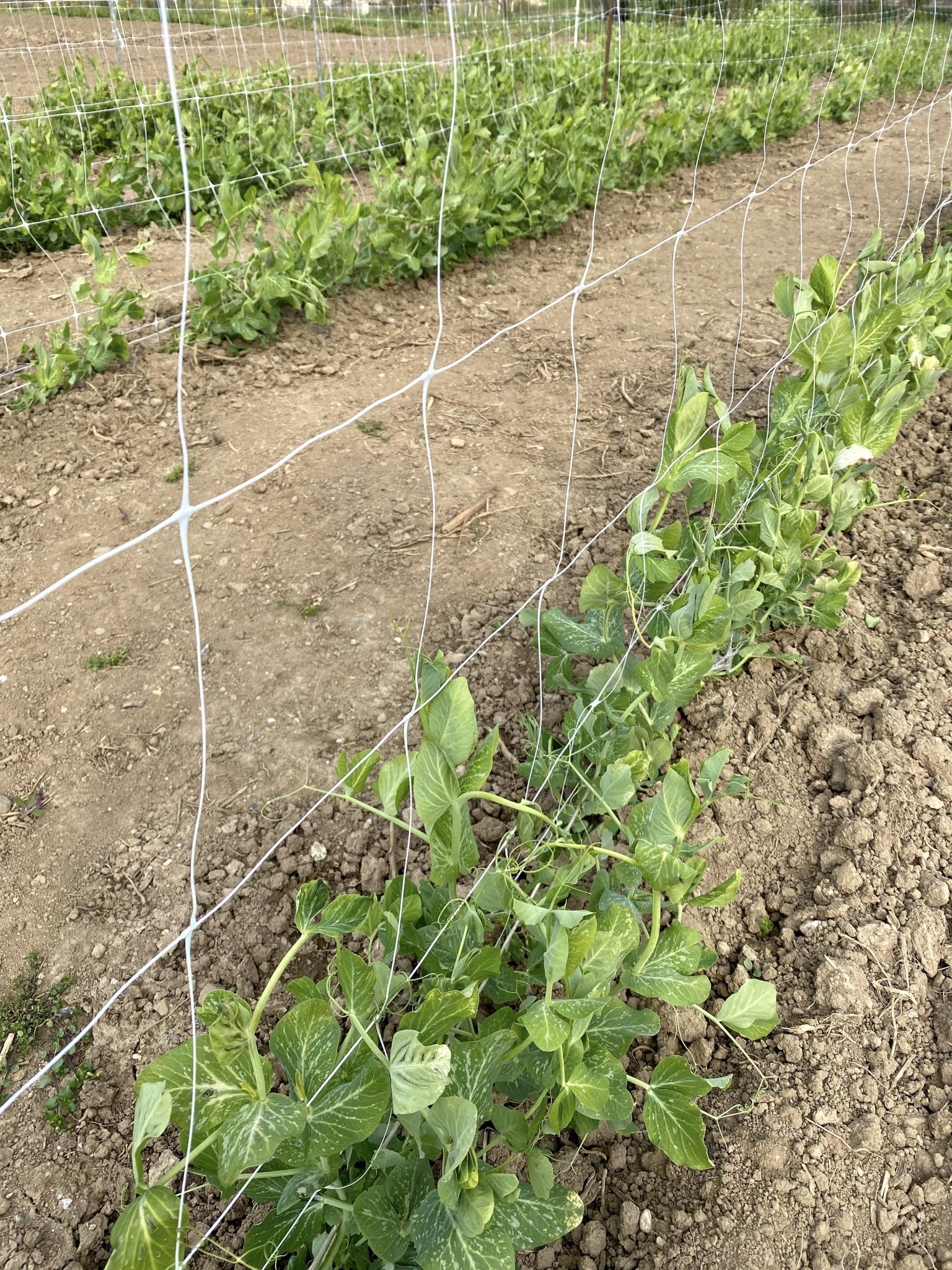 Trellix - Rete per supporto rampicanti - Arbri Store - rete in plastica