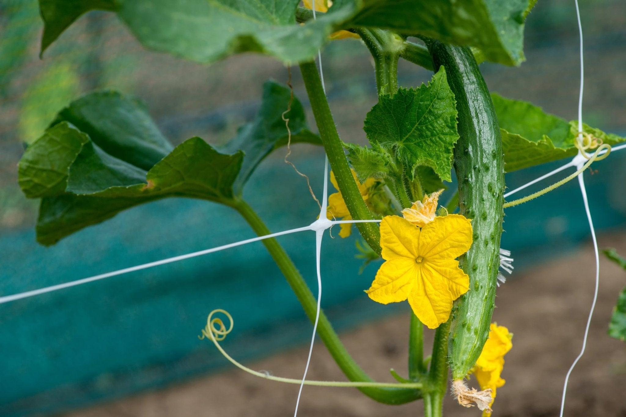 Trellix - Rete per supporto rampicanti - Arbri Store - rete in plastica