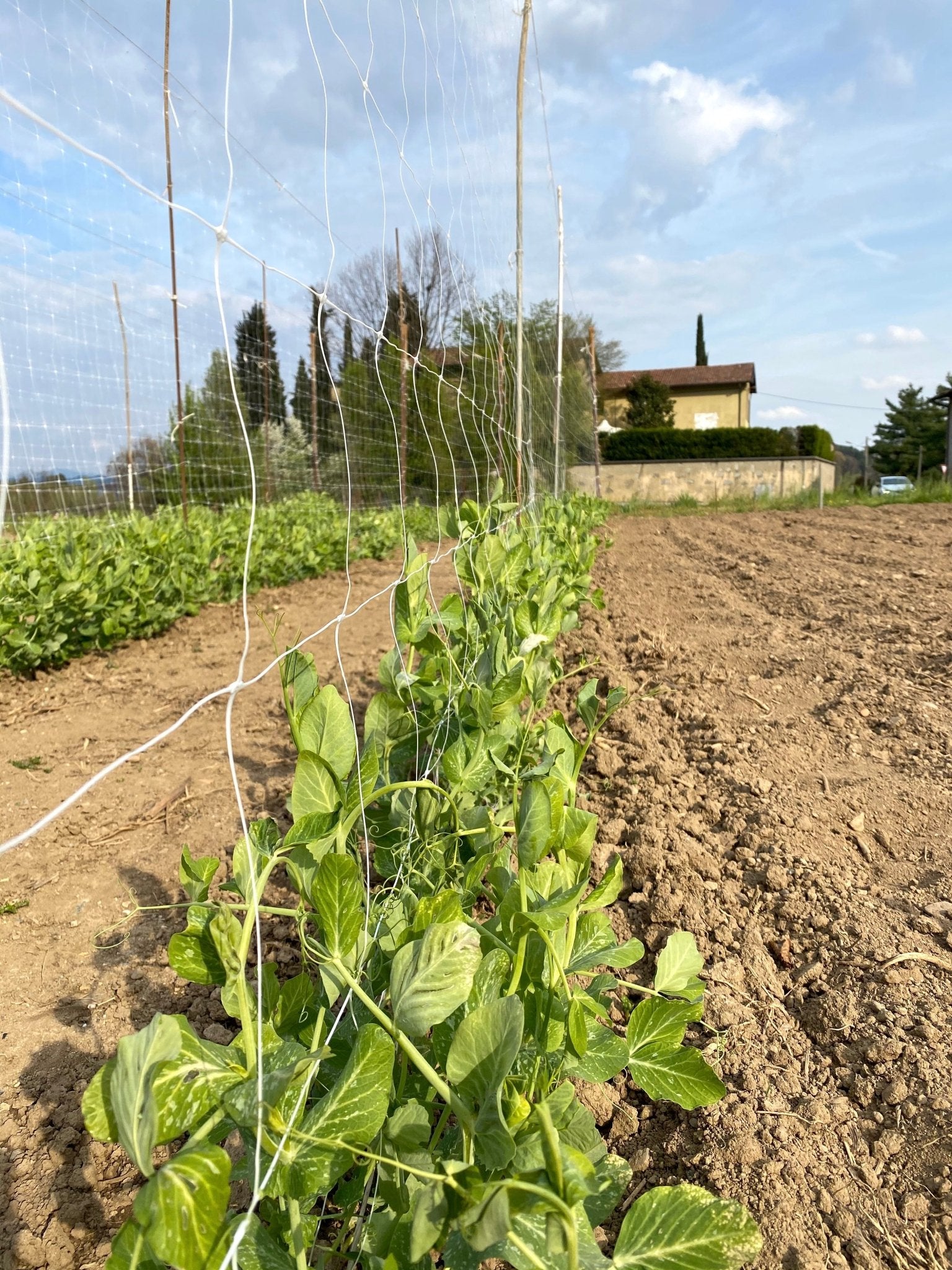 Trellix - Rete per supporto rampicanti - Arbri Store - rete in plastica