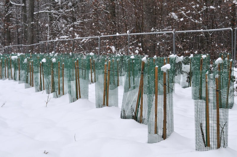 Tutori in Acacia - Arbri Store - Supporti per piante