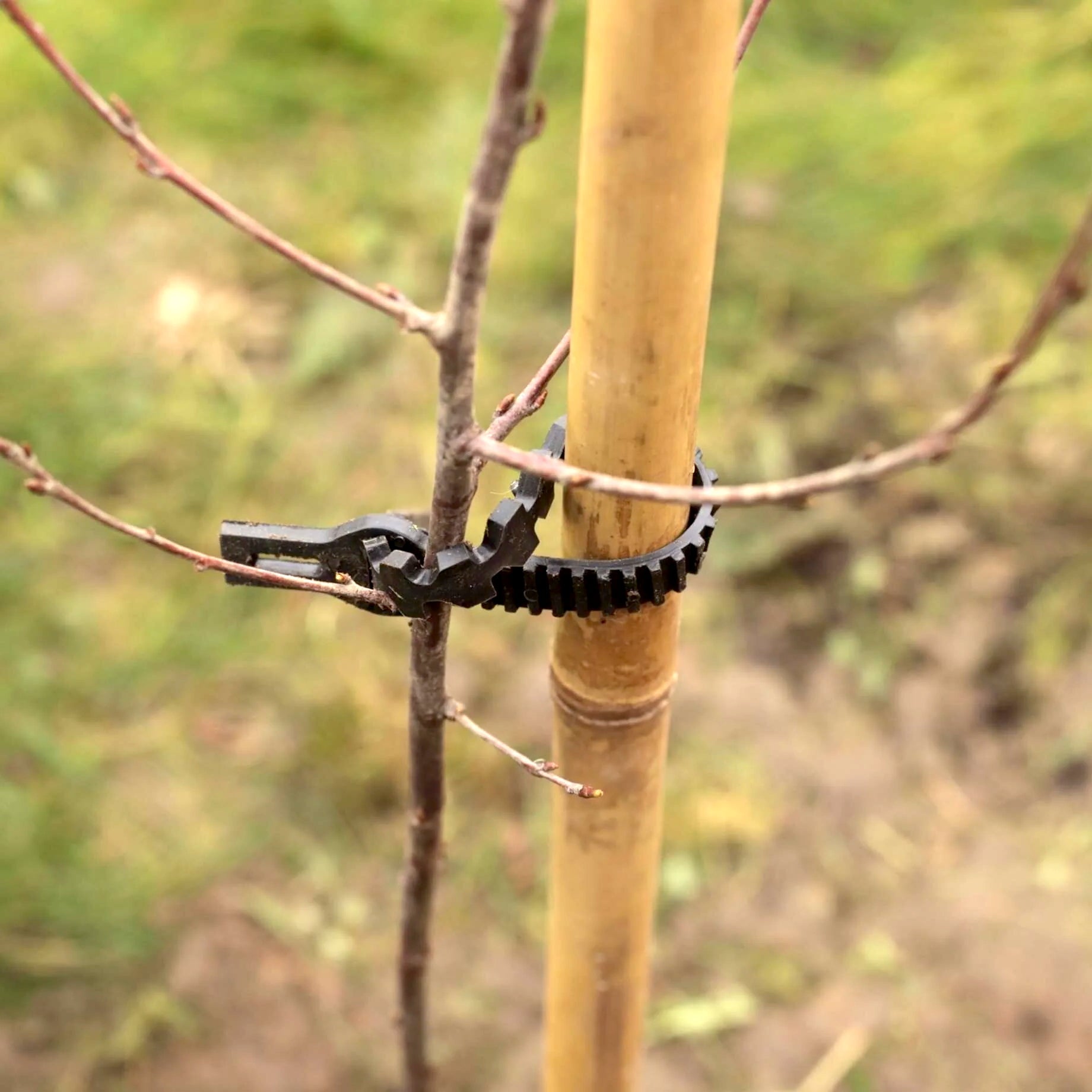 Tutori in Bamboo - Arbri Store - Supporti per piante