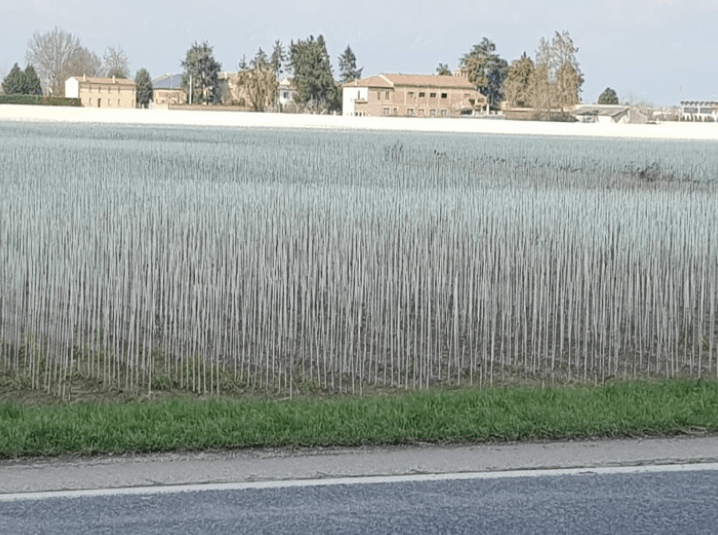 Tutori in Poliestere e Fibra di Vetro - Arbri Store - Supporti per piante