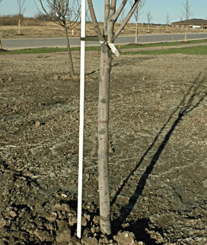 Tutori in Poliestere e Fibra di Vetro - Arbri Store - Supporti per piante