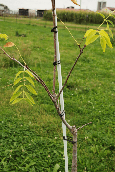 Tutori in Poliestere e Fibra di Vetro - Arbri Store - Supporti per piante