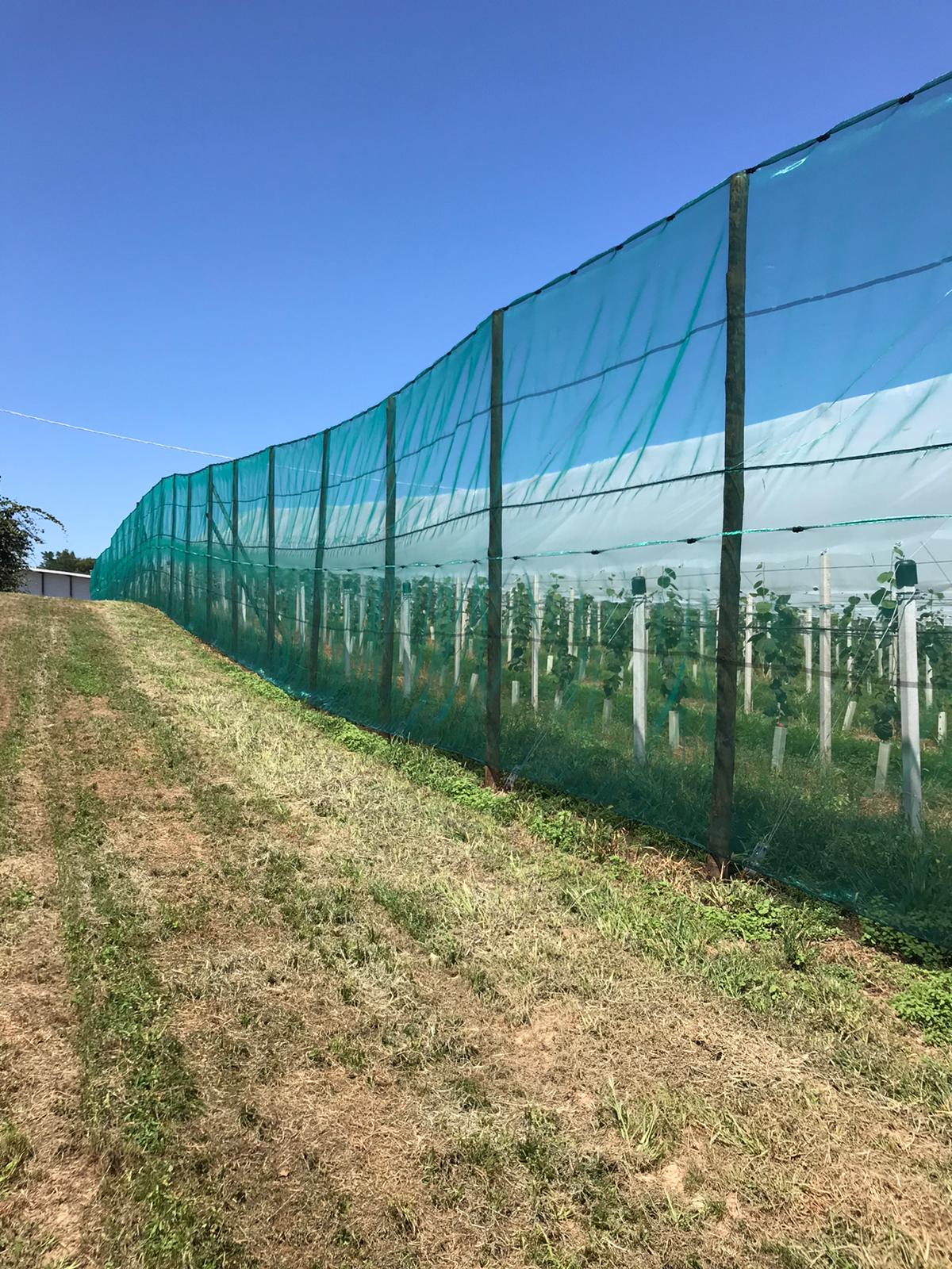 WindNet – Rete frangivento per frutteto, vigneto e vivaio - Arbri Store - Rete frangivento